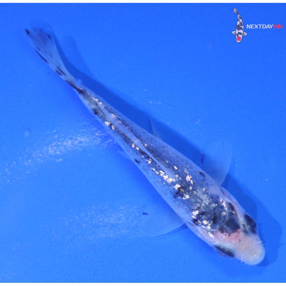 3” Imported Gin Rin Shiro Bekko