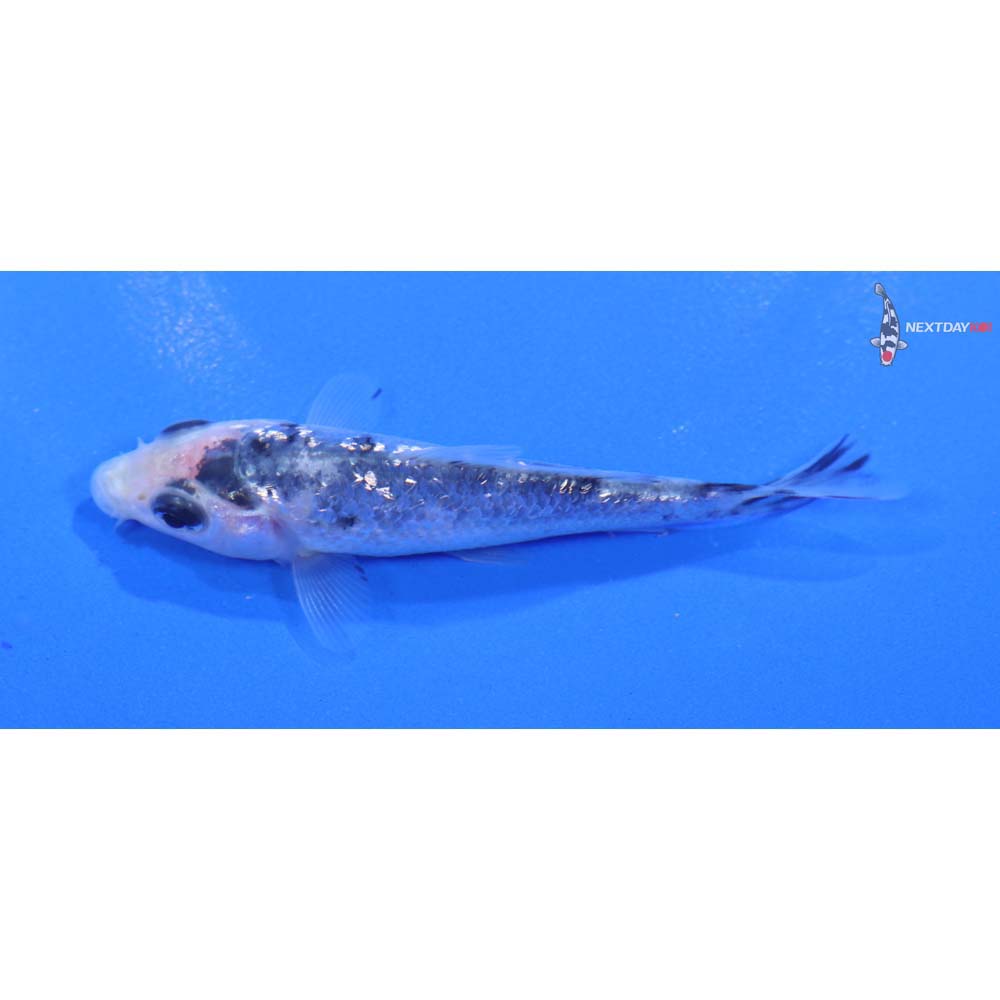 3” Imported Gin Rin Shiro Bekko