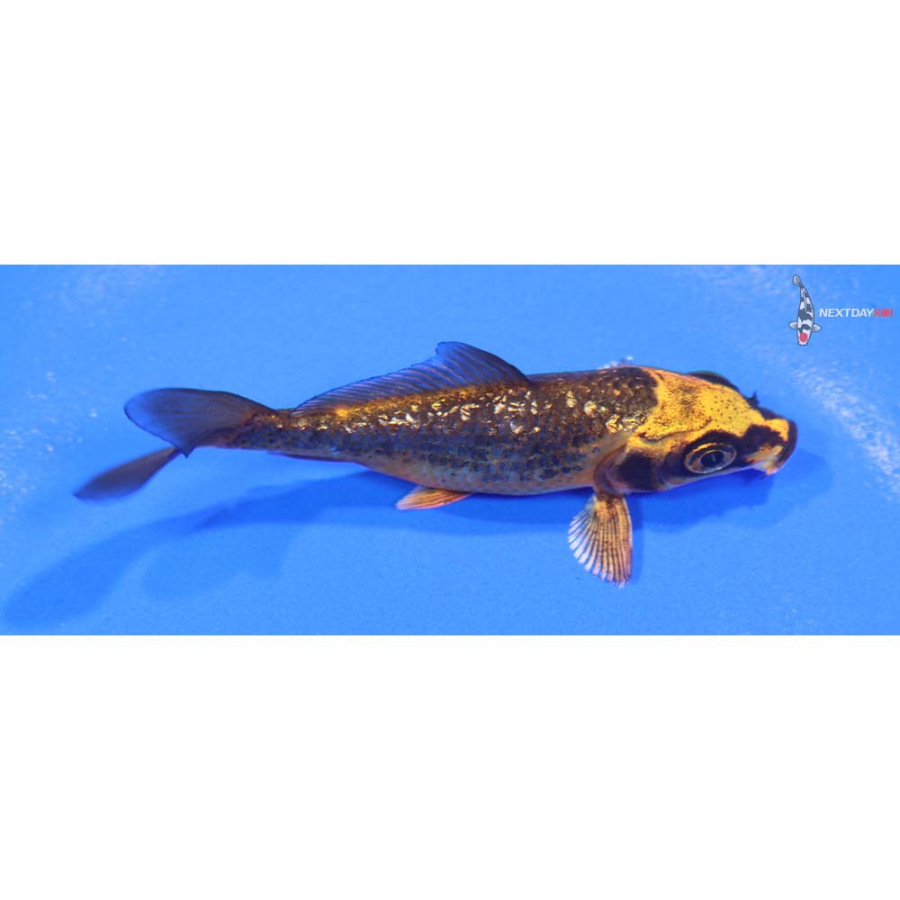 3” Imported Gin Rin Orenji Matsuba