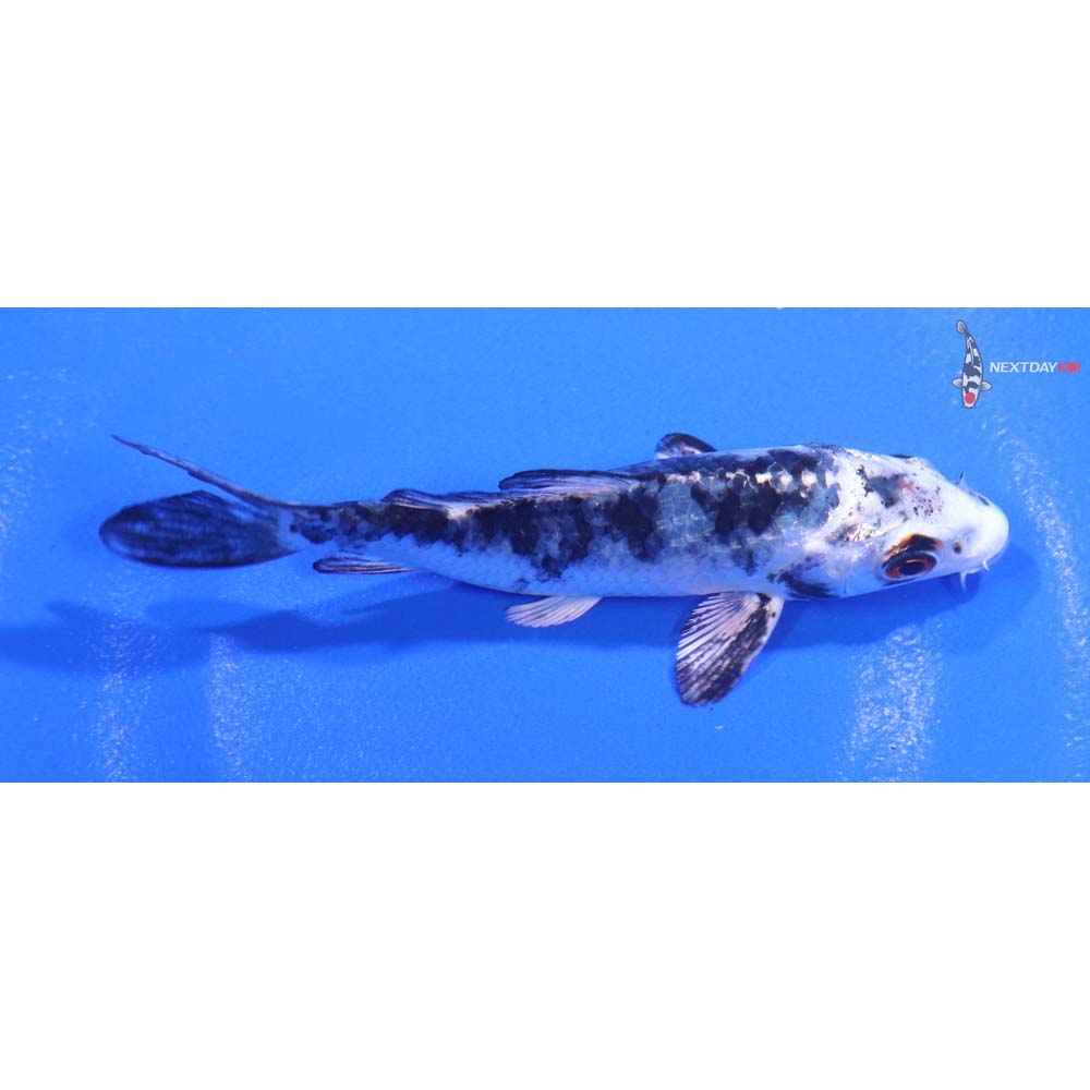 3.5” Imported Gin Shiro Bekko