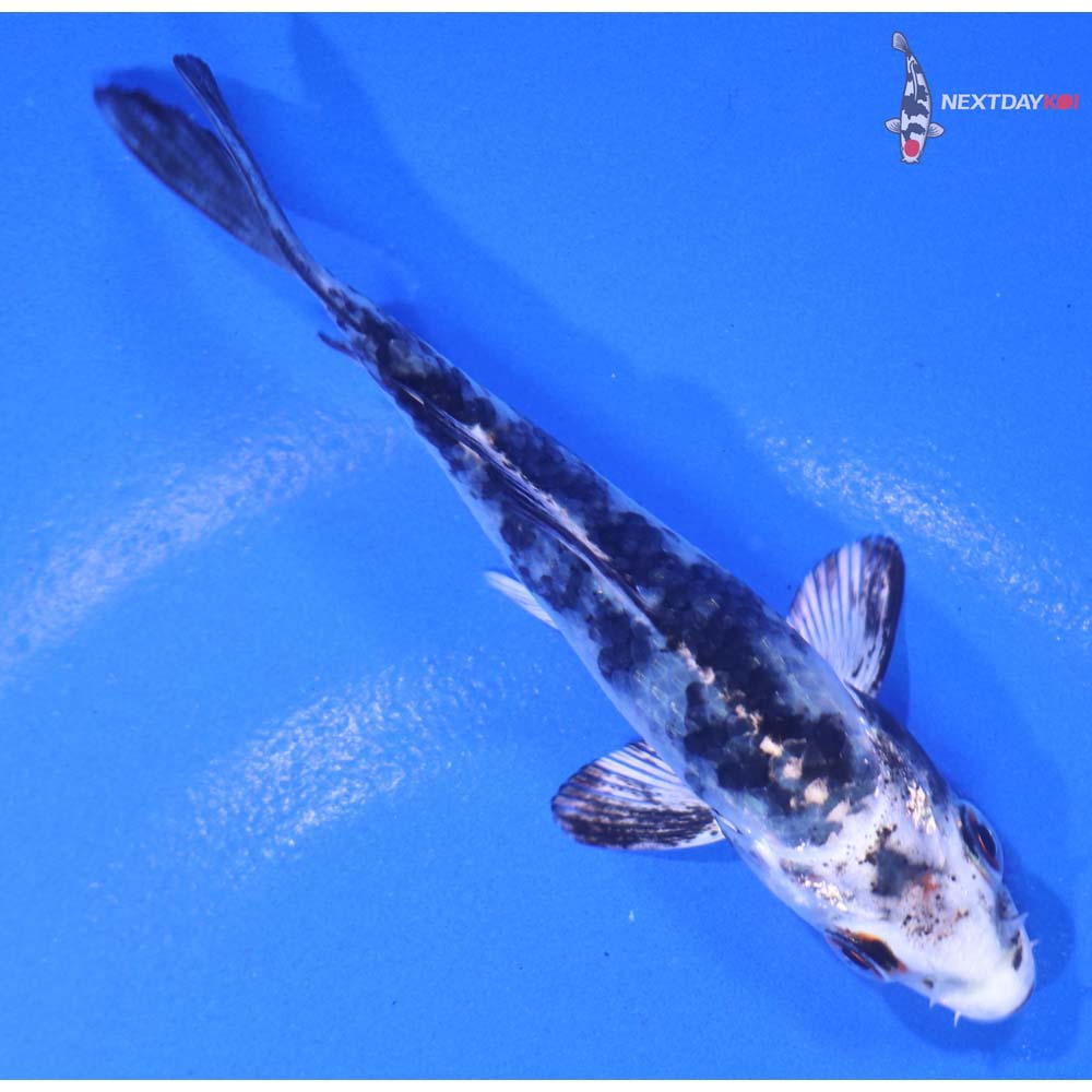 3.5” Imported Gin Shiro Bekko