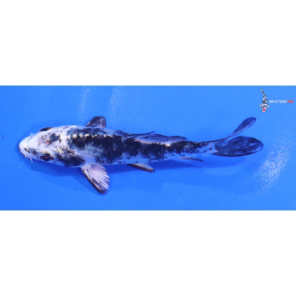 3.5” Imported Gin Shiro Bekko