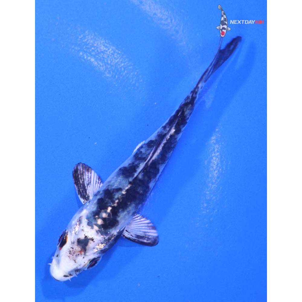 3.5” Imported Gin Shiro Bekko