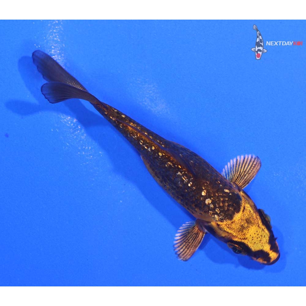 3” Imported Gin Rin Orenji Matsuba