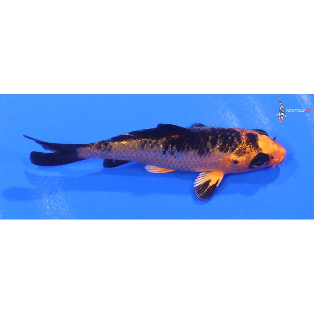 3.5” Imported Kin Aka Bekko