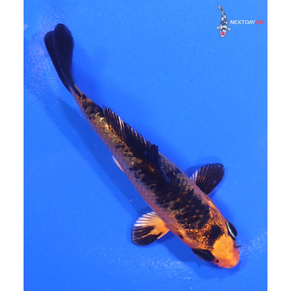 3.5” Imported Kin Aka Bekko