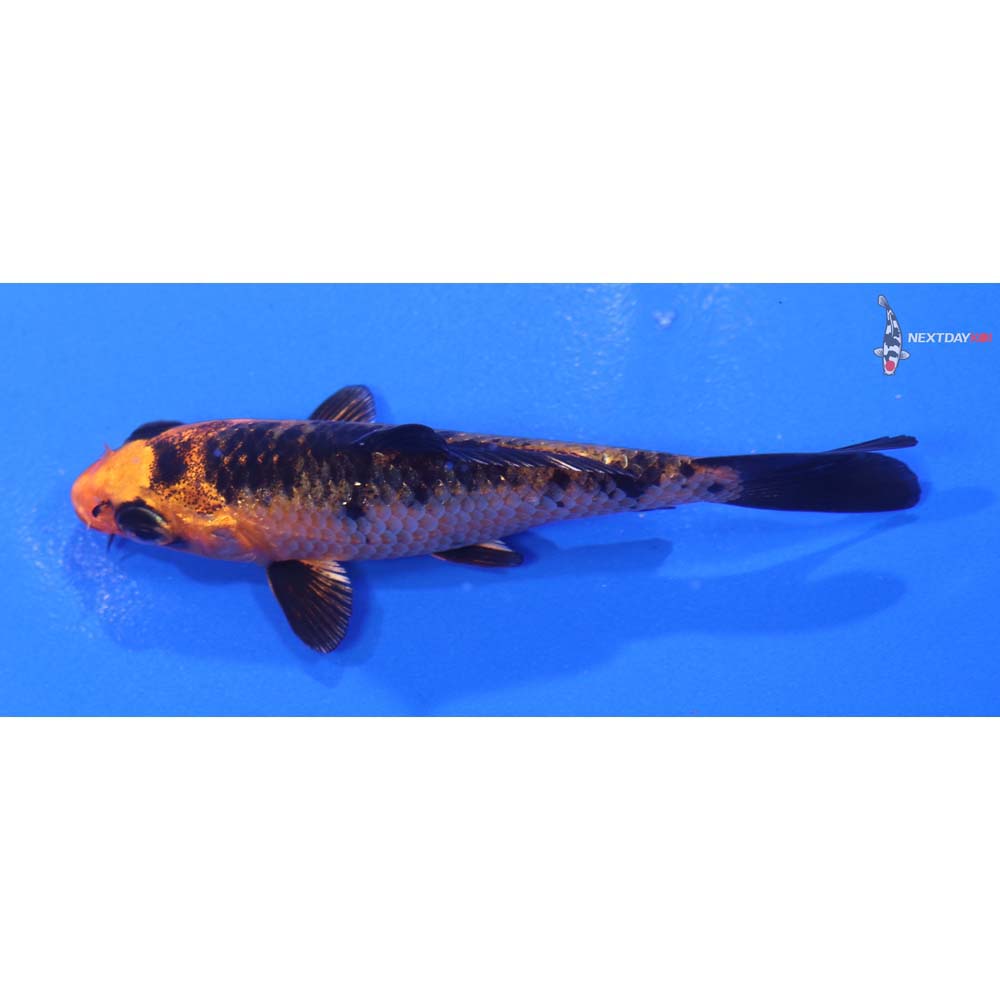 3.5” Imported Kin Aka Bekko