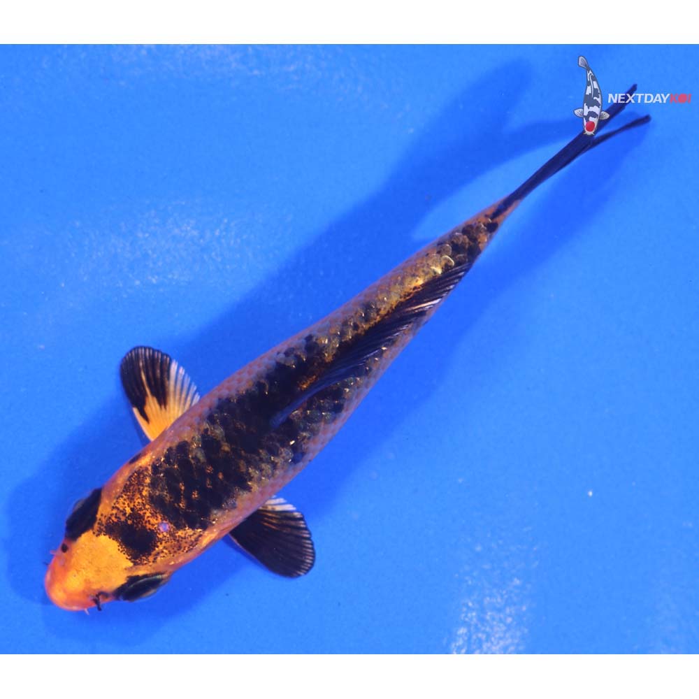 3.5” Imported Kin Aka Bekko