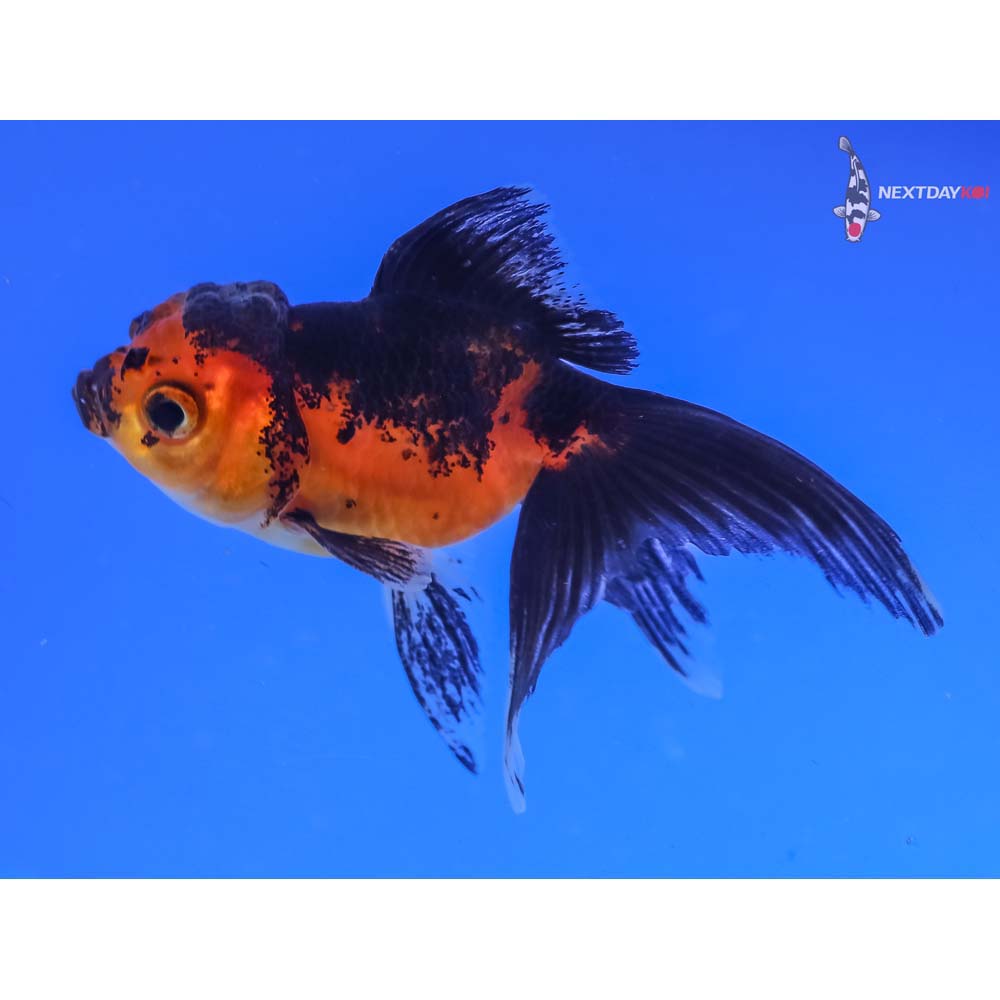 3” Imported Red and Black Oranda