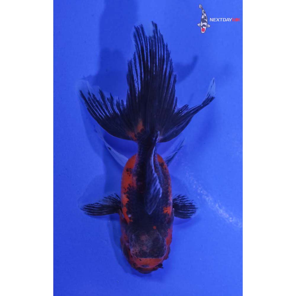 3” Imported Red and Black Oranda