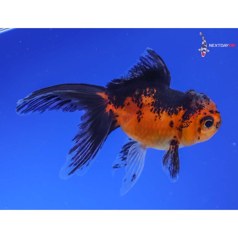 3” Imported Red and Black Oranda