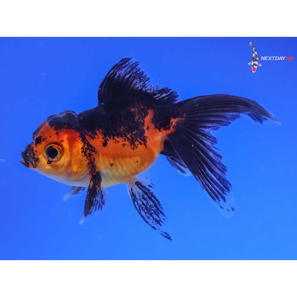 3” Imported Red and Black Oranda