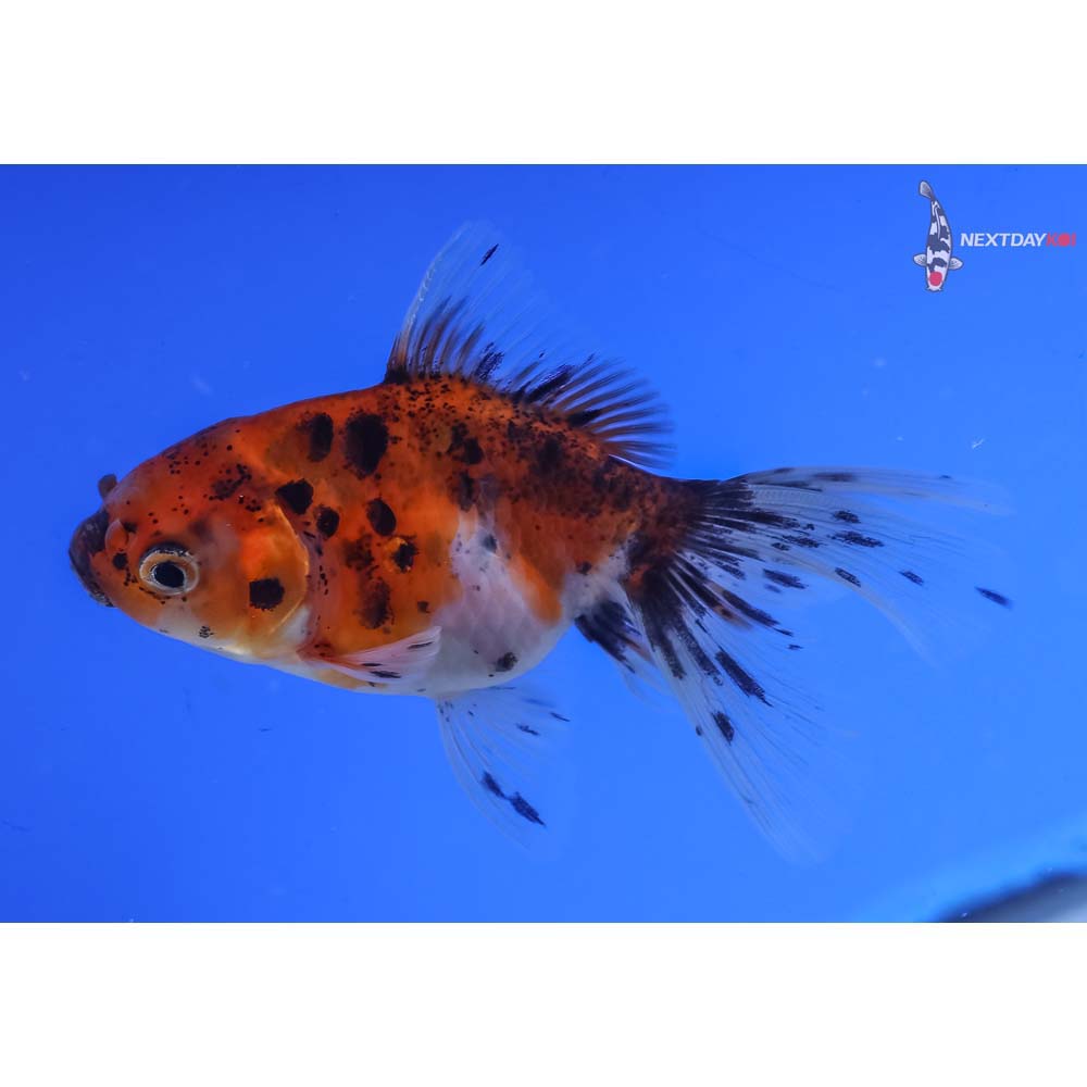 3” Imported Calico Oranda