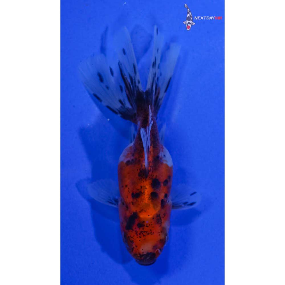 3” Imported Calico Oranda