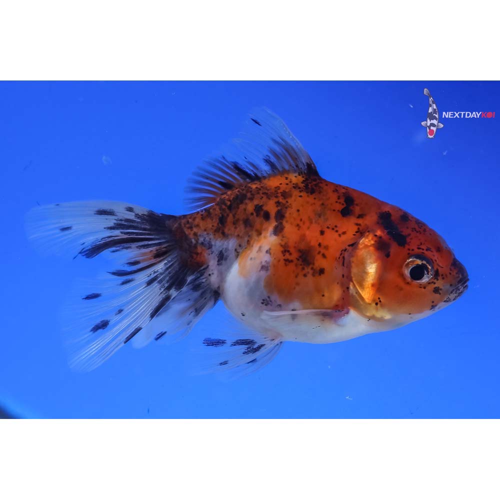 3” Imported Calico Oranda