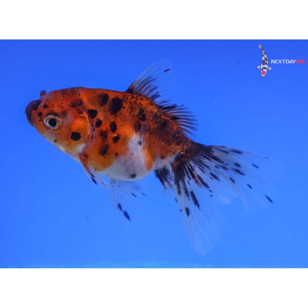 3” Imported Calico Oranda