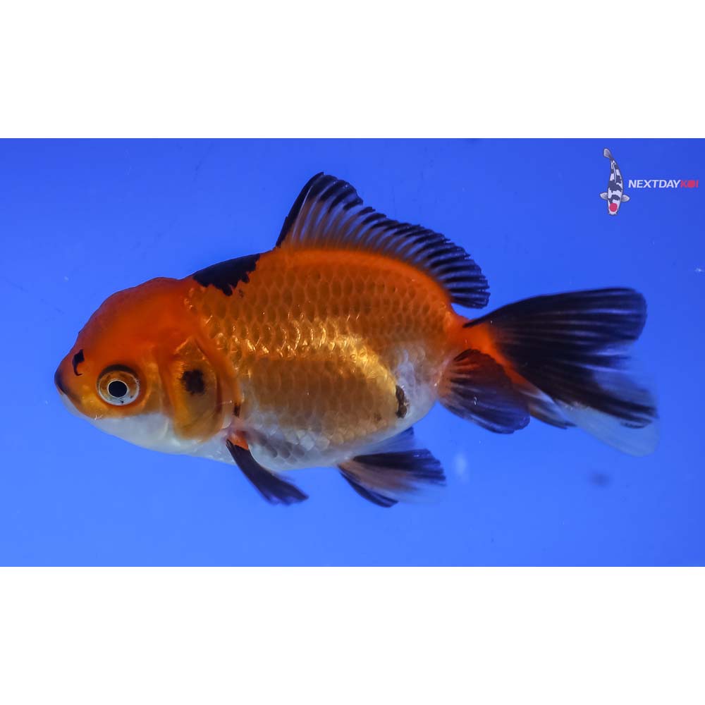 3” Imported Tri Color Oranda