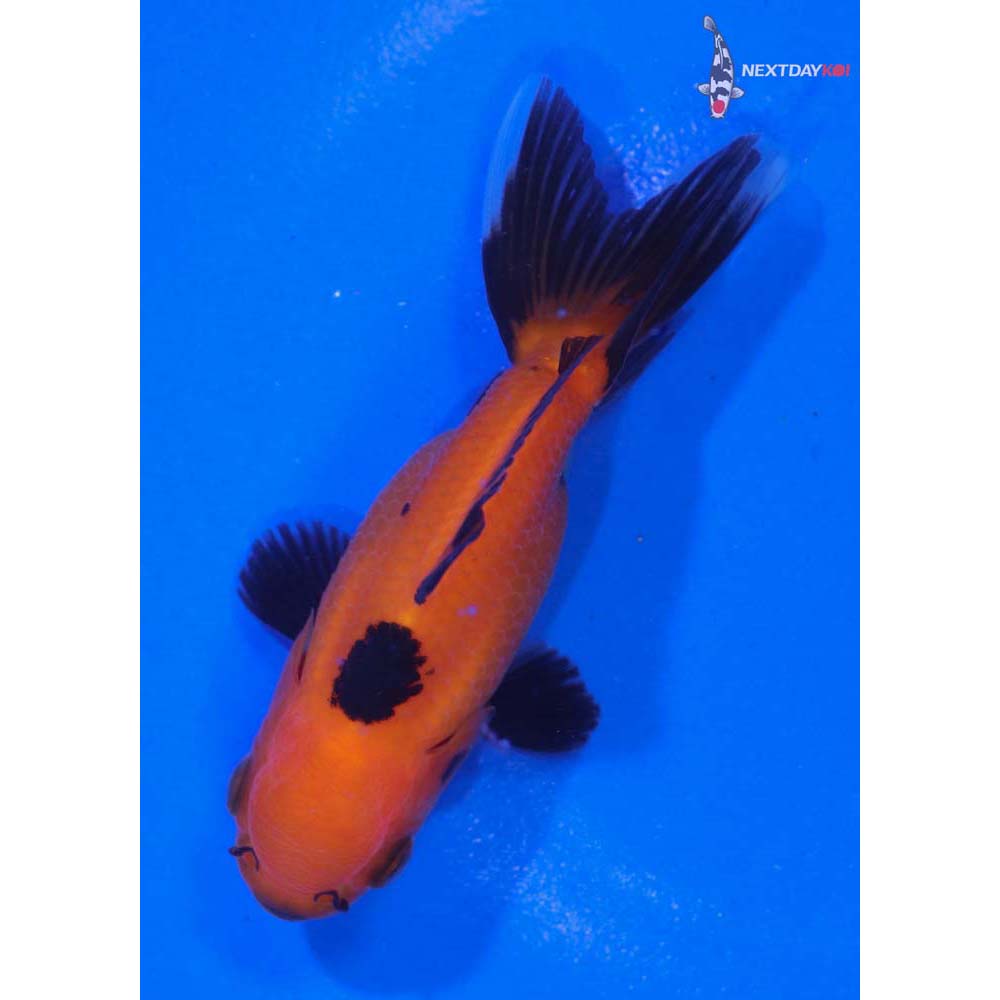 3” Imported Tri Color Oranda