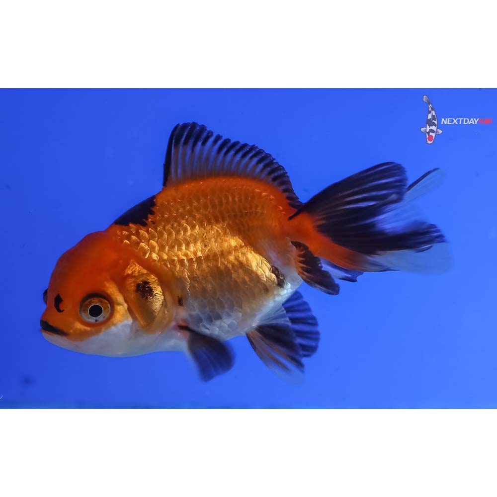 3” Imported Tri Color Oranda