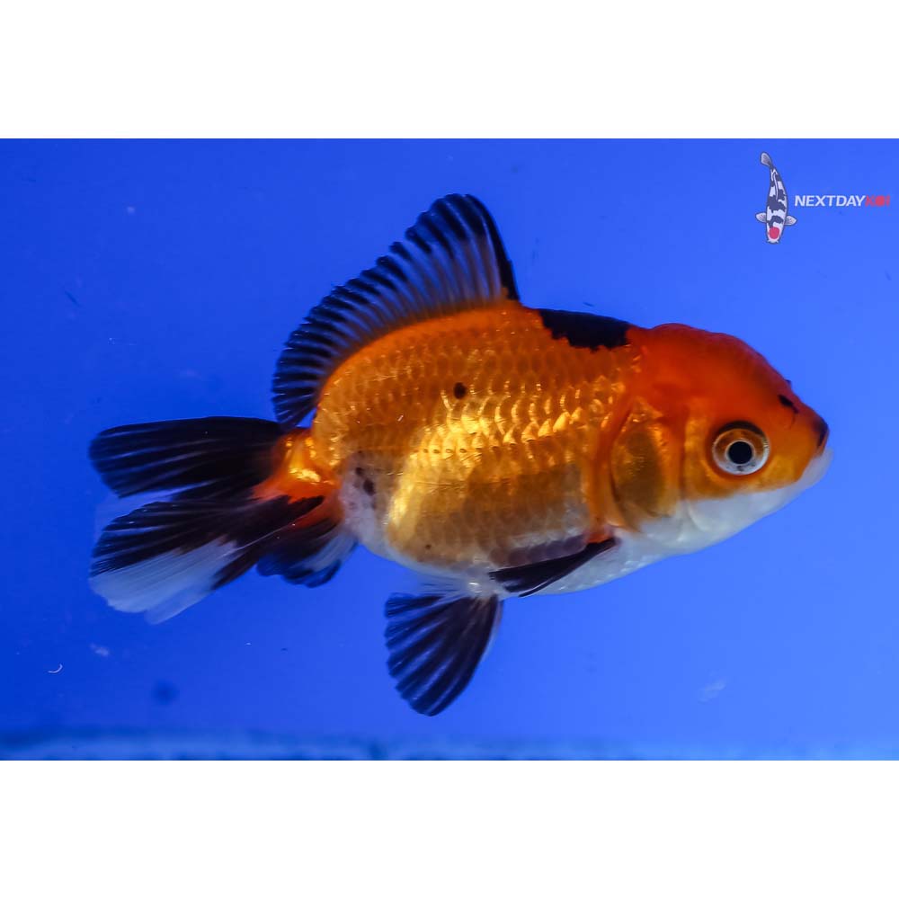 3” Imported Tri Color Oranda