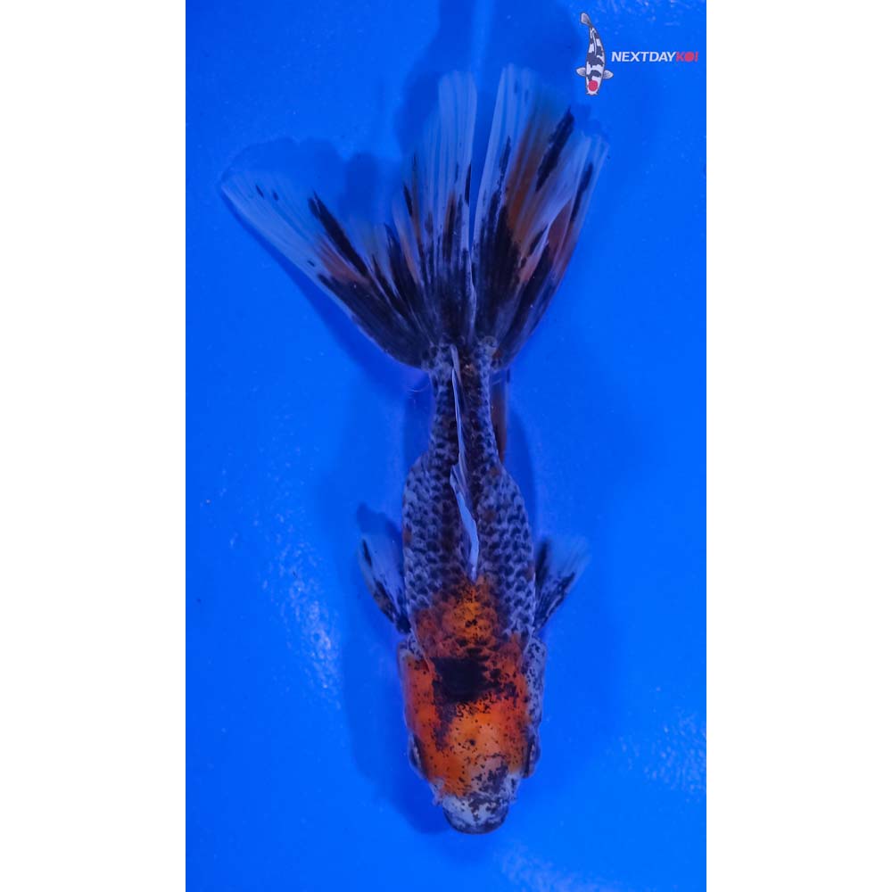 3.5” Imported Calico Oranda