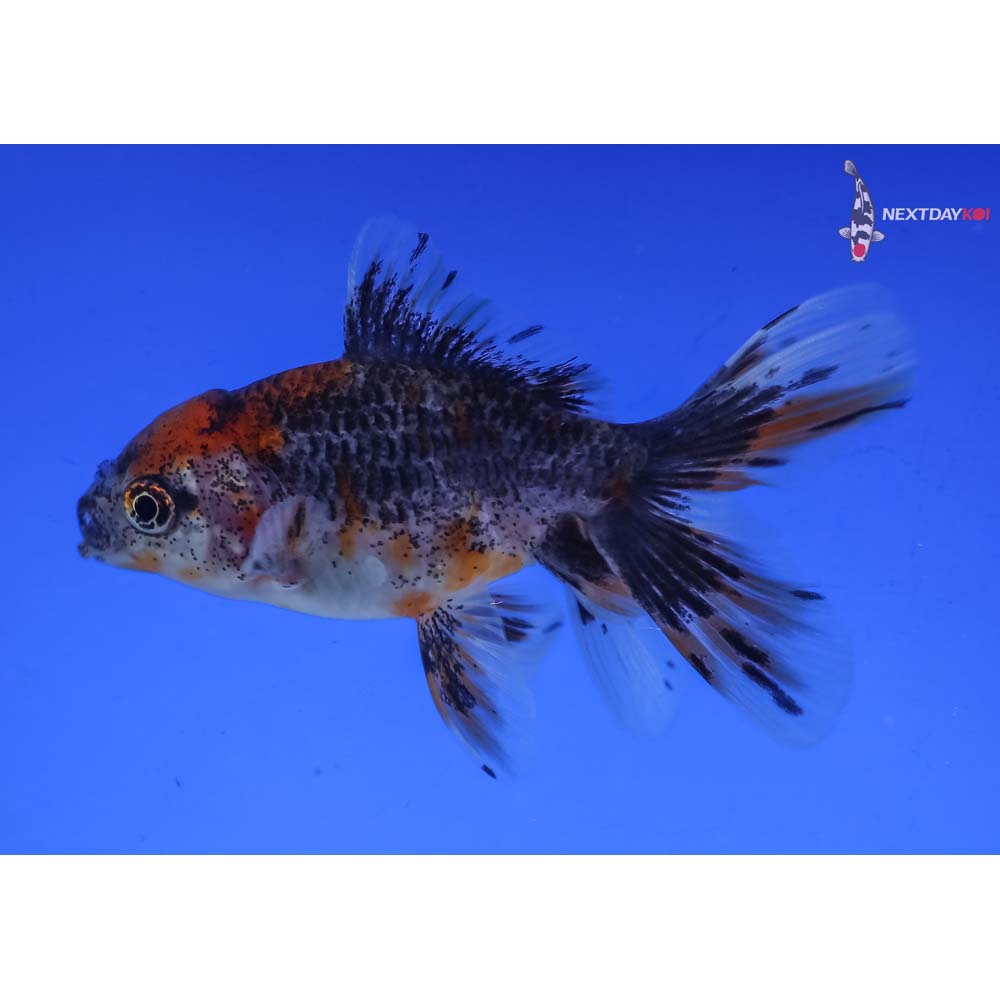 3.5” Imported Calico Oranda