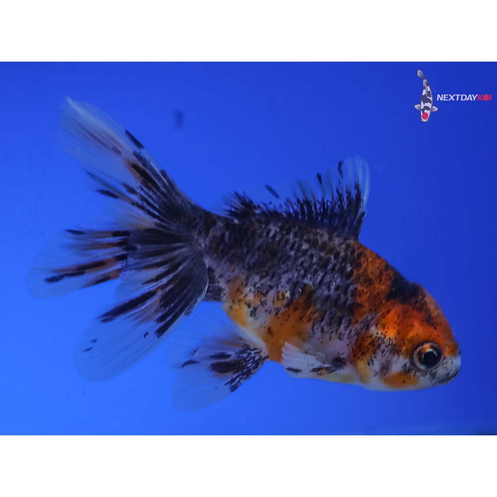3.5” Imported Calico Oranda
