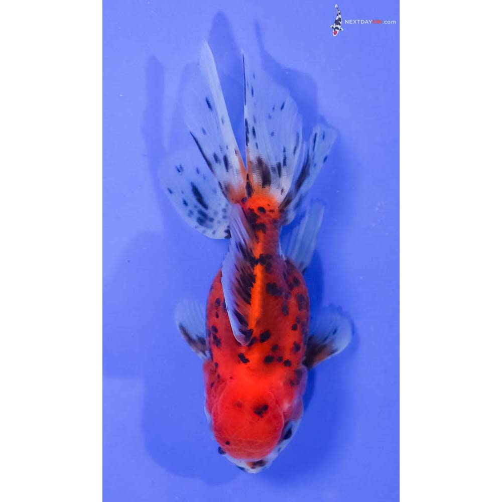 4” Imported Calico Oranda