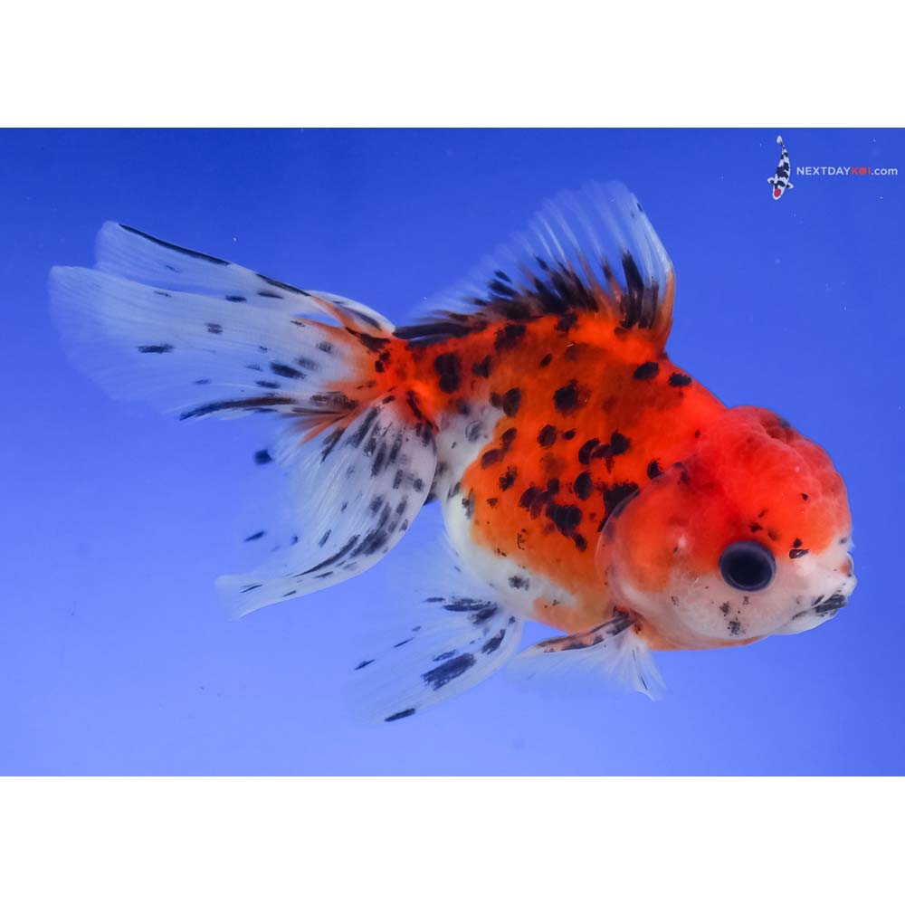 4” Imported Calico Oranda