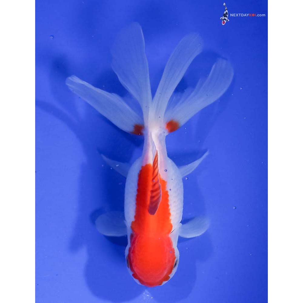 4” Imported Red and White Oranda