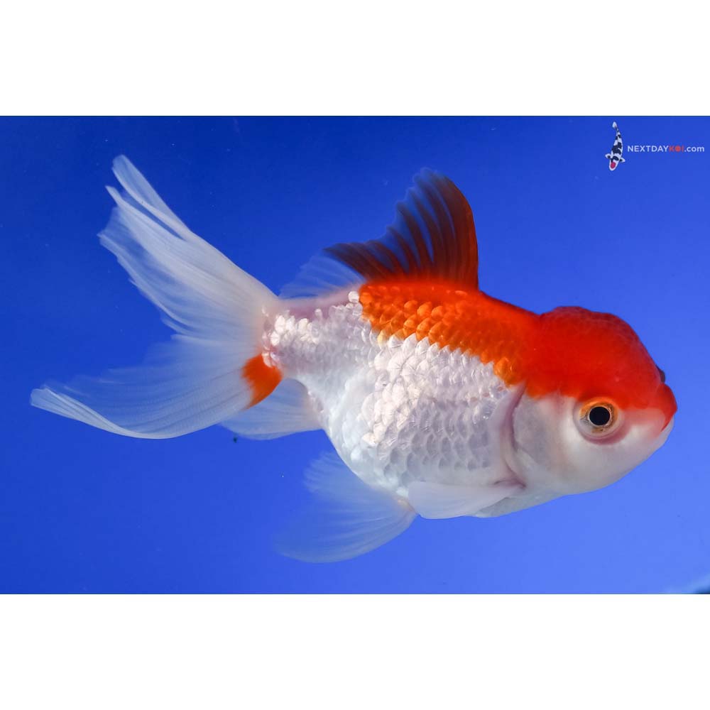 4” Imported Red and White Oranda