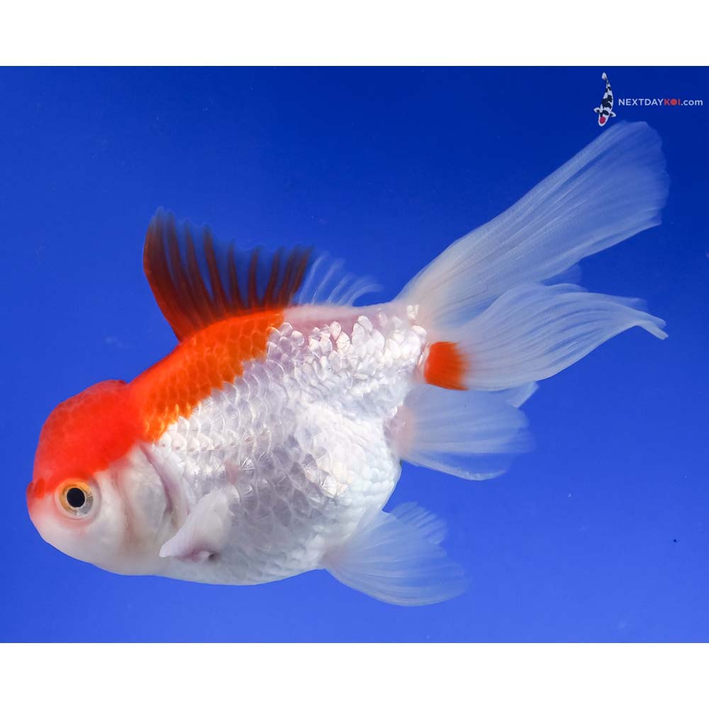 4” Imported Red and White Oranda