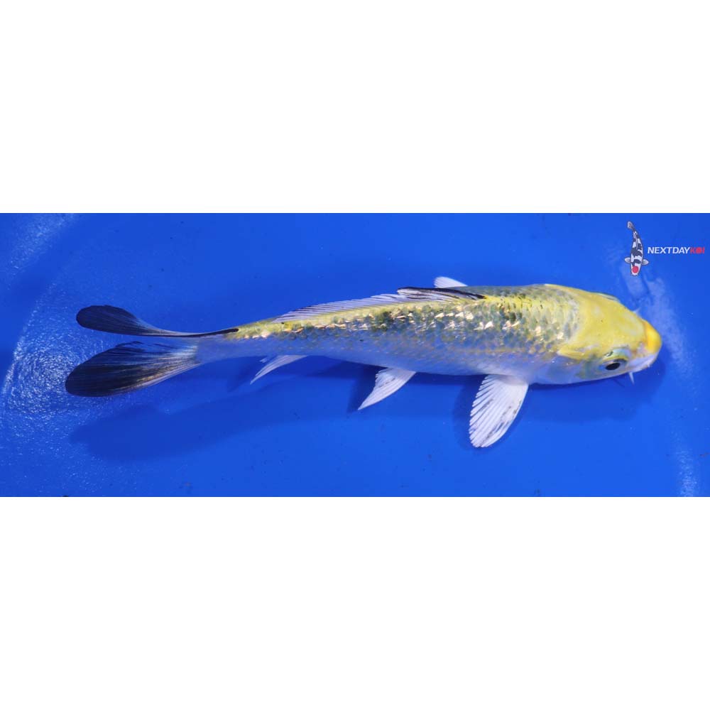5” Imported Gin Rin Yamato Nishiki