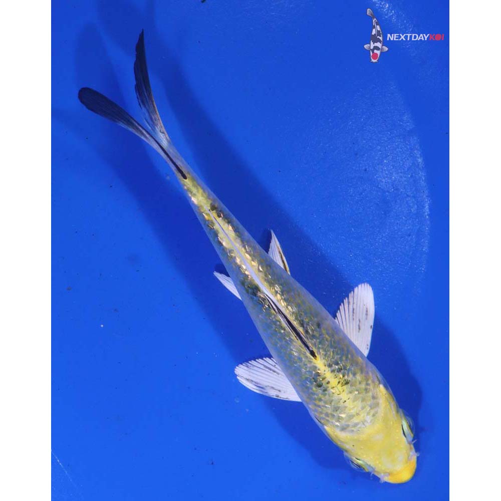 5” Imported Gin Rin Yamato Nishiki