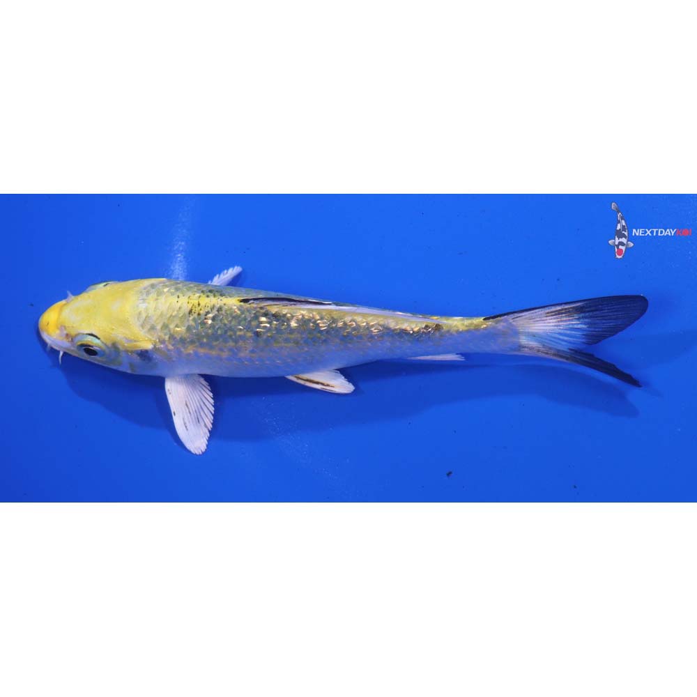 5” Imported Gin Rin Yamato Nishiki