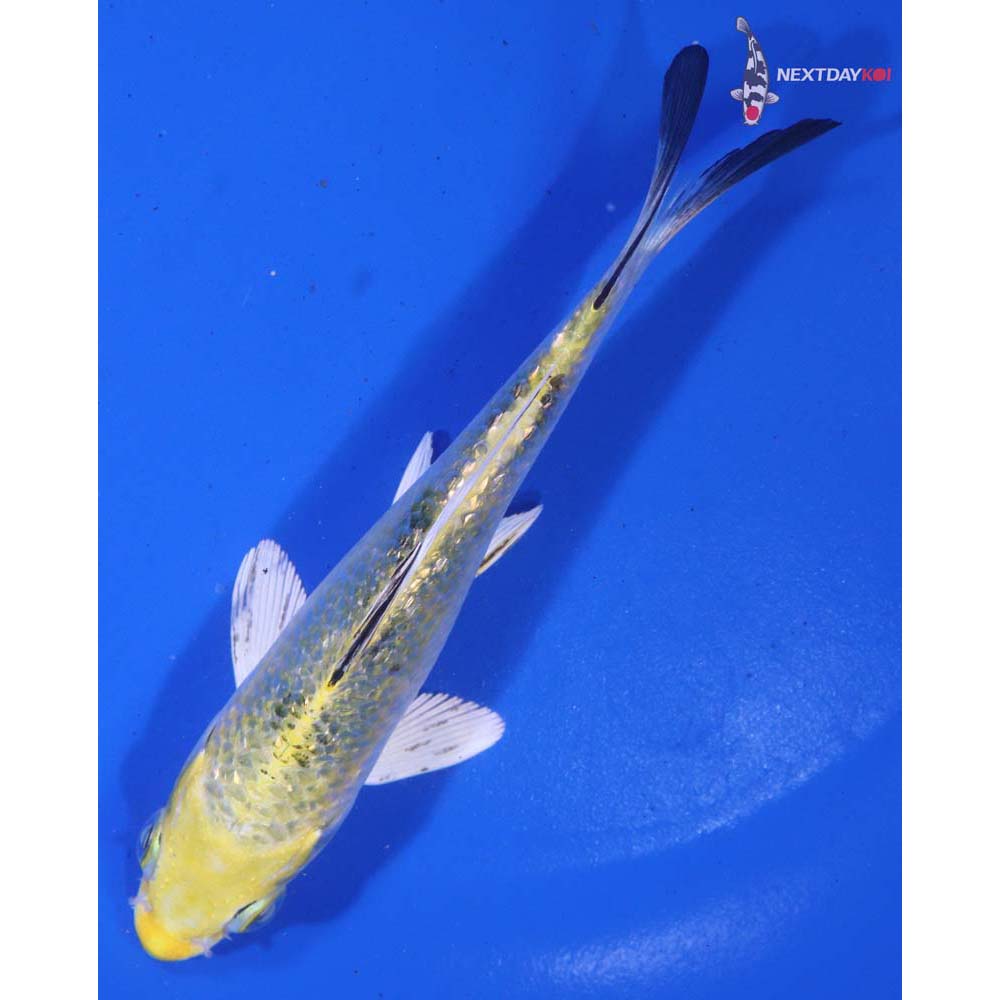 5” Imported Gin Rin Yamato Nishiki