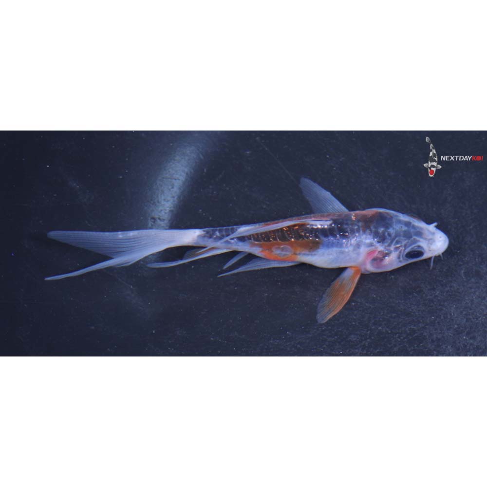 3.5” Imported Shusui Butterfly Koi