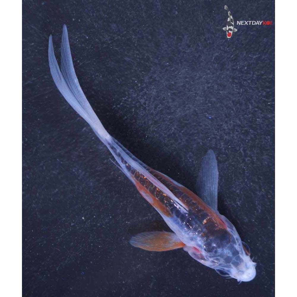 3.5” Imported Shusui Butterfly Koi