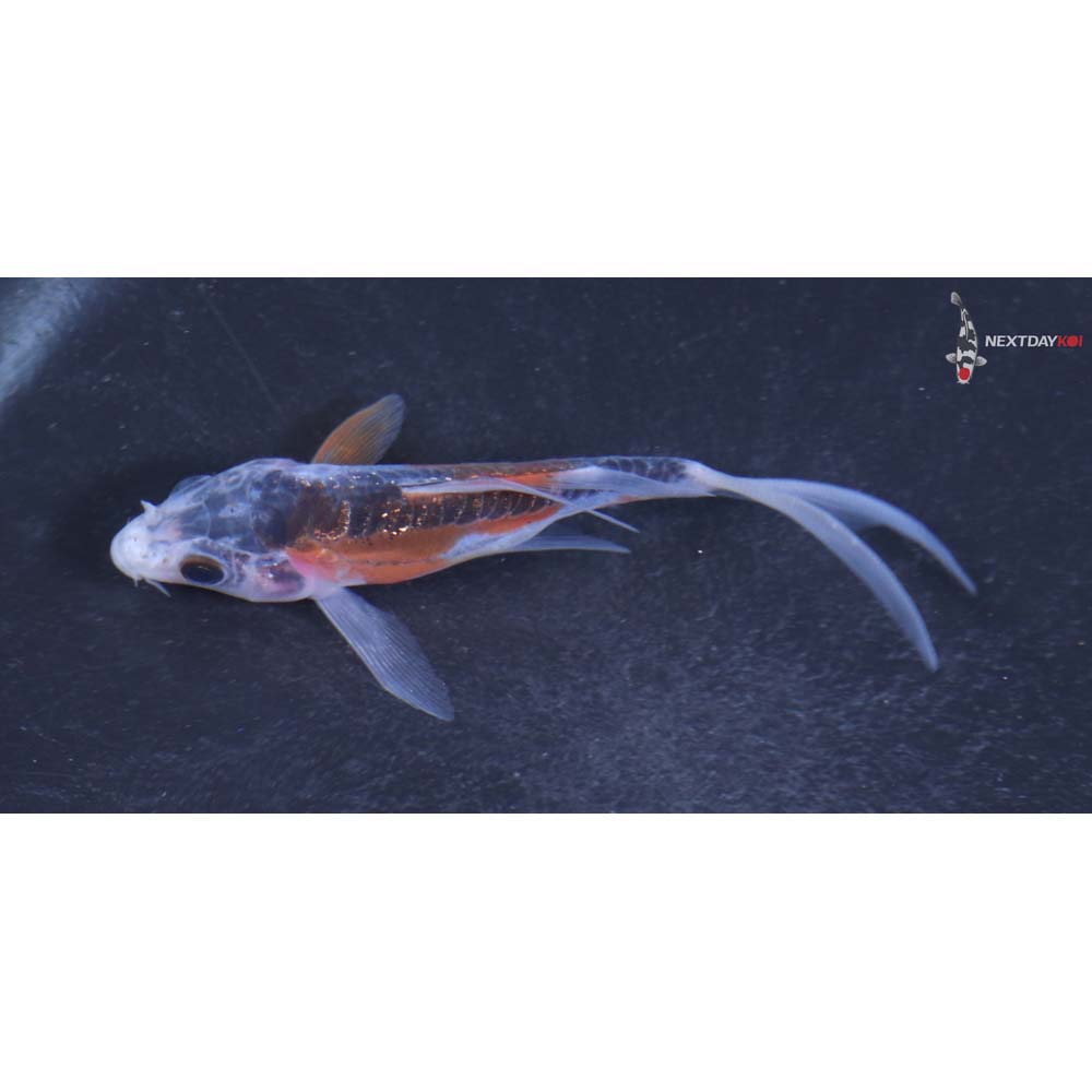 3.5” Imported Shusui Butterfly Koi