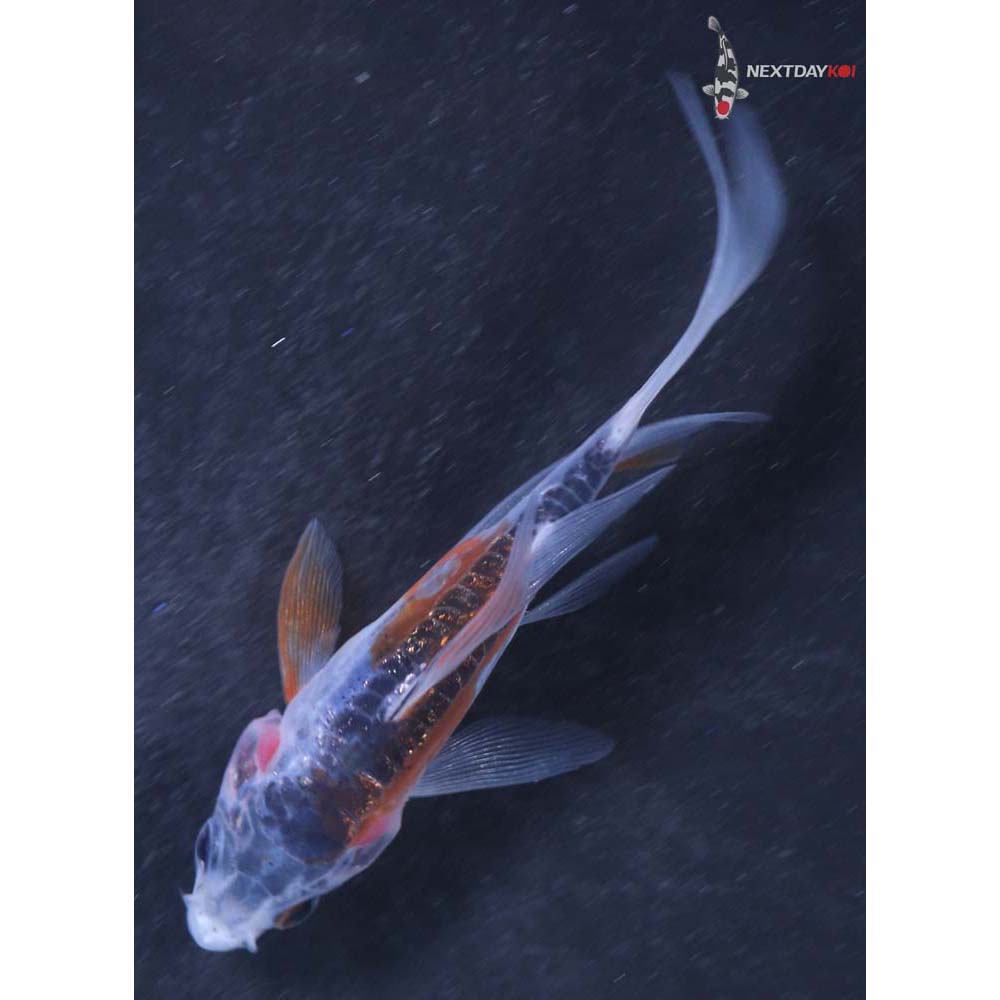 3.5” Imported Shusui Butterfly Koi