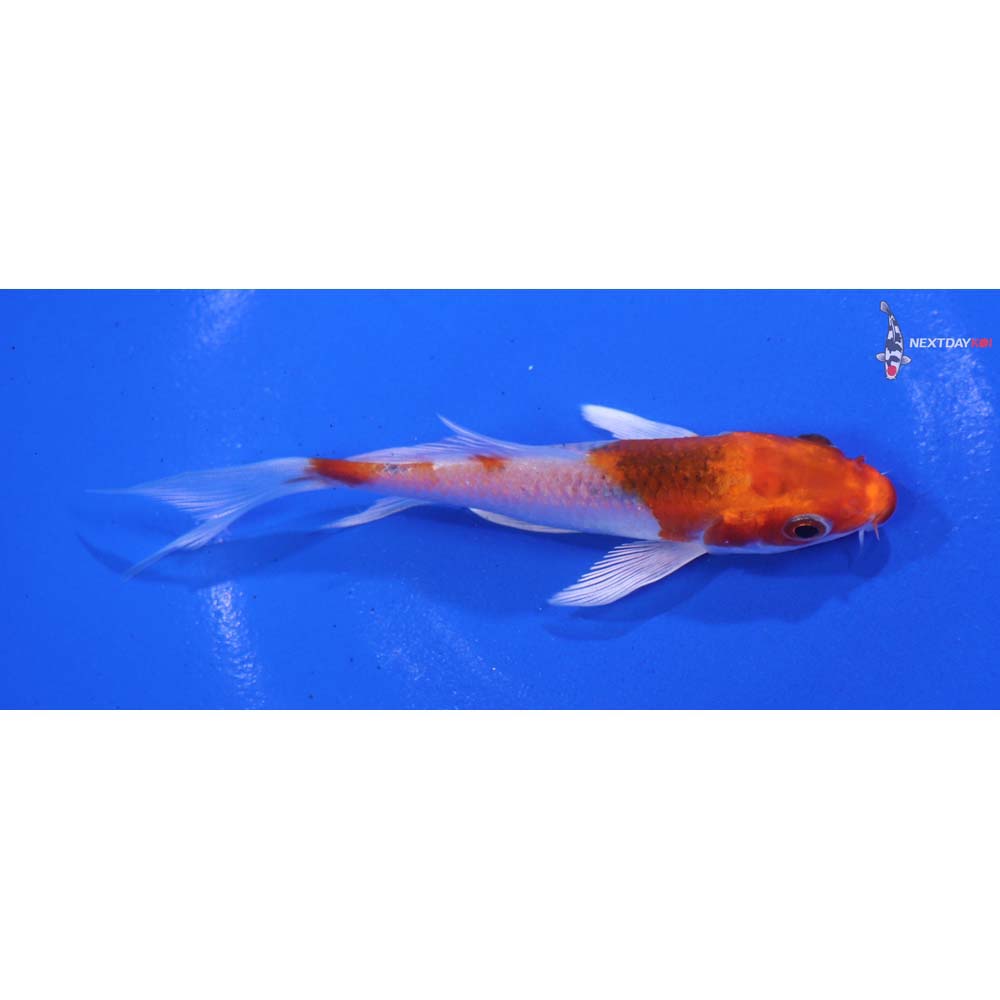 4” Imported Kujaku Butterfly Koi