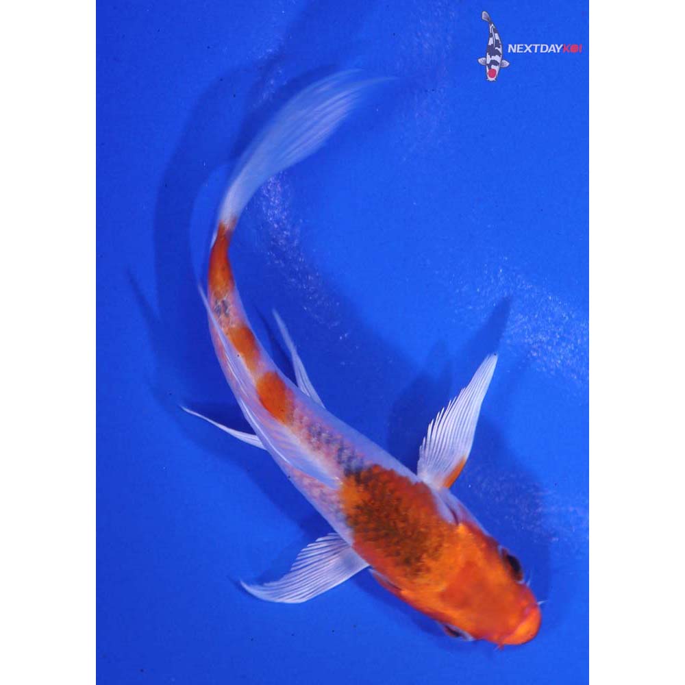 4” Imported Kujaku Butterfly Koi