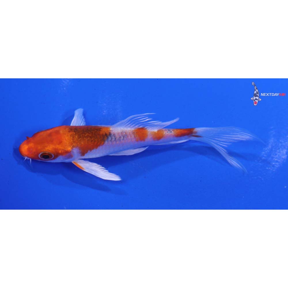 4” Imported Kujaku Butterfly Koi