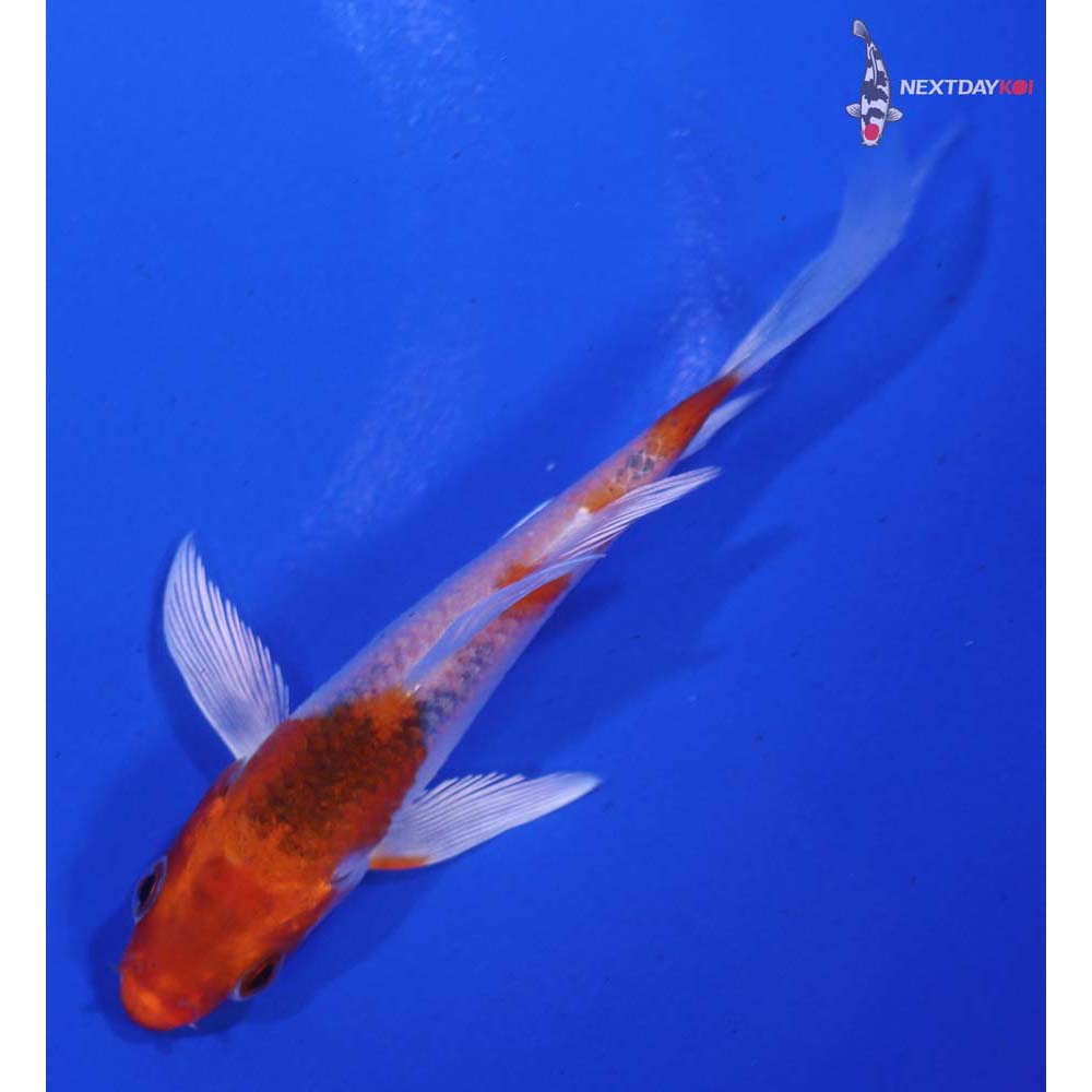 4” Imported Kujaku Butterfly Koi