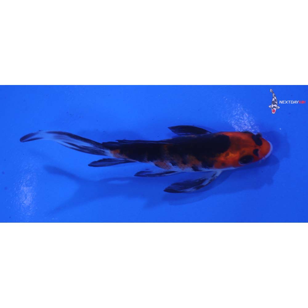 4” Imported Sanke Butterfly Koi
