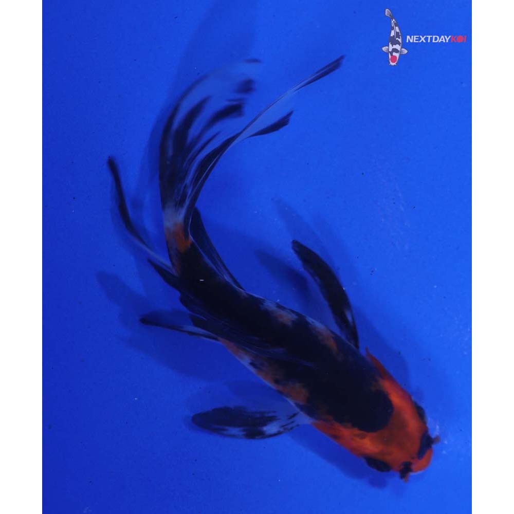 4” Imported Sanke Butterfly Koi