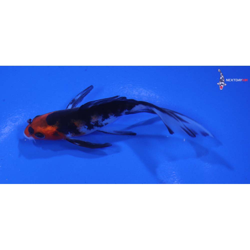 4” Imported Sanke Butterfly Koi