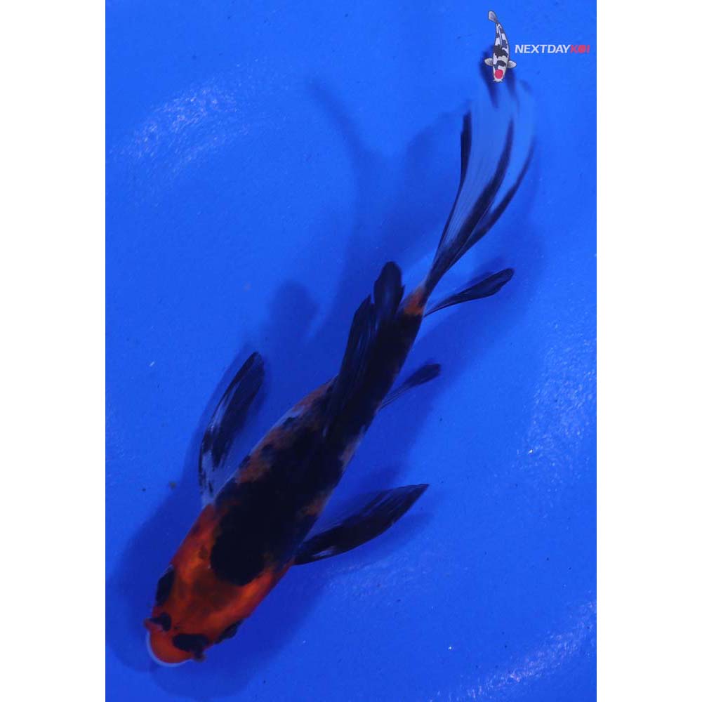 4” Imported Sanke Butterfly Koi