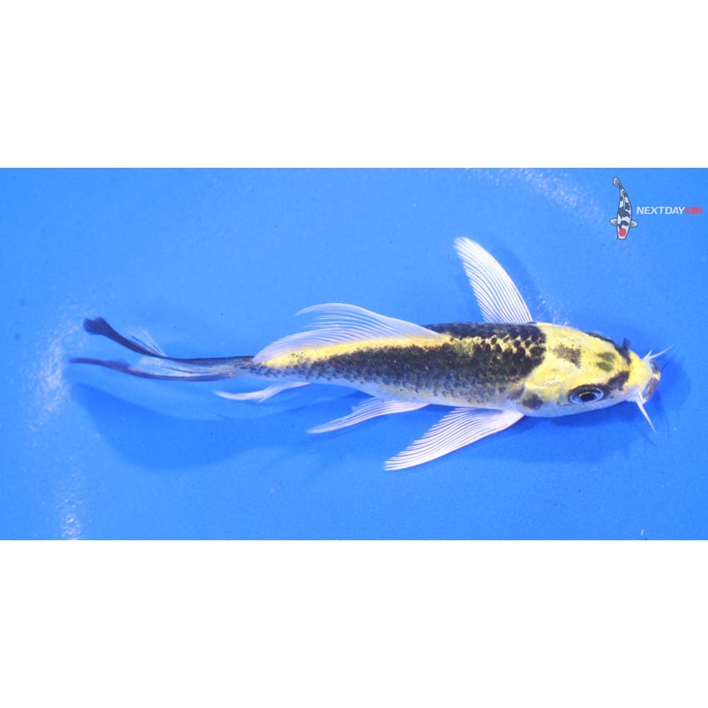 4” Imported Kujaku Butterfly Koi