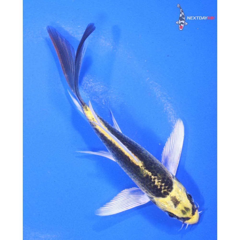 4” Imported Kujaku Butterfly Koi